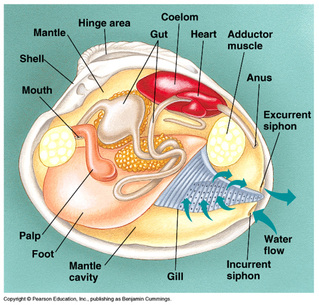 giant clam anatomy